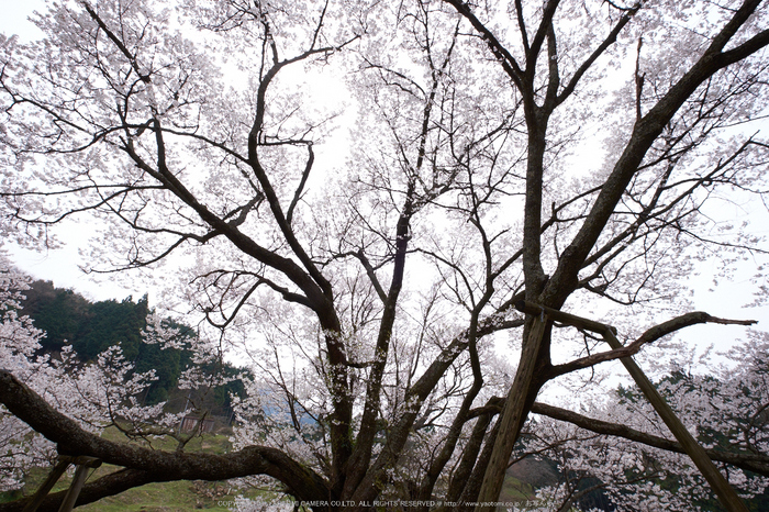 仏隆寺・桜(DSCF1092,F9,10mm)2014yaotomi_.jpg