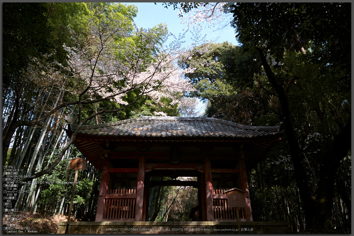 勝持寺,桜(PK3_8960,F7.1,17mm)2014yaotomi_Top.jpg