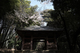 勝持寺,桜(PK3_8960,F7.1,17mm,FULL)2014yaotomi_.jpg