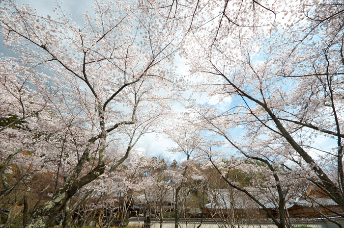 勝持寺,桜(PK3_8983,F9,--mm)2014yaotomi_.jpg