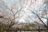 勝持寺,桜(PK3_8983,F9,--mm,FULL)2014yaotomi_.jpg