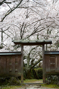 勝持寺,桜(PK3_8988,F4.5,58mm,FULL)2014yaotomi_.jpg