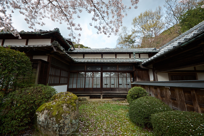 勝持寺,桜(PK3_8997,F9,--mm)2014yaotomi_.jpg