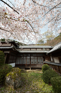 勝持寺,桜(PK3_8999,F9,--mm,FULL)2014yaotomi_.jpg