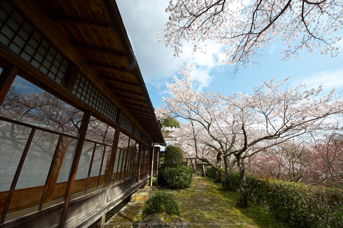 勝持寺,桜(PK3_9044,F10,--mm)2014yaotomi_.jpg