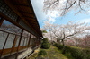 勝持寺,桜(PK3_9044,F10,--mm,FULL)2014yaotomi_.jpg