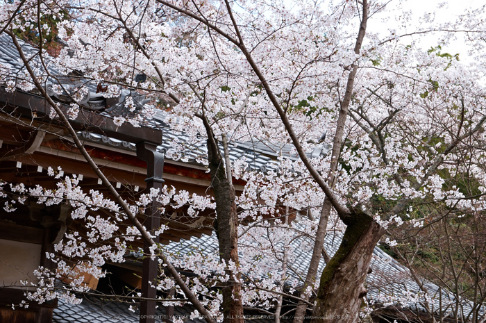 勝持寺,桜(PK3_9057,F10,48mm)2014yaotomi_.jpg