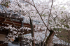 勝持寺,桜(PK3_9057,F10,48mm,FULL)2014yaotomi_.jpg