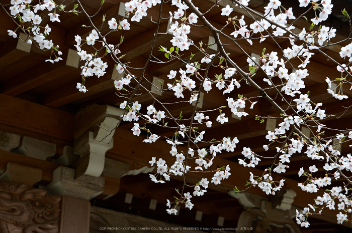 勝持寺,桜(PK3_9059,F6.3,53mm)2014yaotomi_.jpg