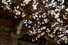 勝持寺,桜(PK3_9059,F6.3,53mm,FULL)2014yaotomi_.jpg