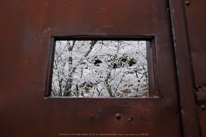 勝持寺,桜(PK3_9064,F6.3,21mm)2014yaotomi_.jpg