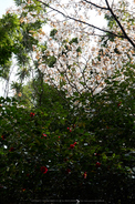 勝持寺,桜(PK3_9066,F6.3,70mm,FULL)2014yaotomi_.jpg