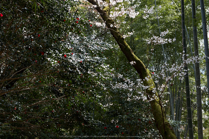 勝持寺,桜(PK3_9069,F6.3,45mm)2014yaotomi_.jpg
