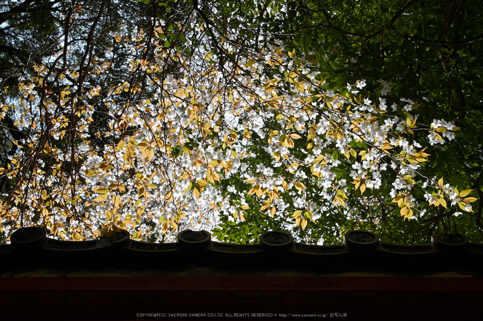 勝持寺,桜(PK3_9077,F8,34mm)2014yaotomi_.jpg