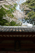 勝持寺,桜(PK3_9078,F8,37mm,FULL)2014yaotomi_.jpg