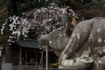 勝持寺,桜(PK3_9110,F7.1,48mm)2014yaotomi_.jpg