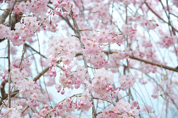 勝持寺,桜(PK3_9119,F4.5,58mm)2014yaotomi_.jpg