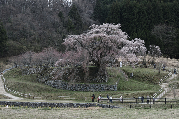 又兵衛桜,桜(PK3_8664,F8,55mm)2014yaotomi_.jpg