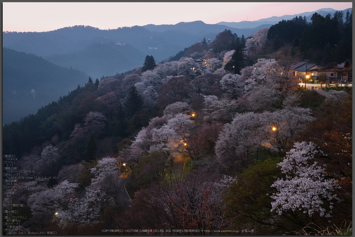 吉野山,下千本,桜(DSCF0007,F6.4,24.3mm)2014yaotomi_Top.jpg