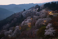 吉野山,下千本,桜(DSCF0007,F6.4,24.3mm,FULL)2014yaotomi_.jpg