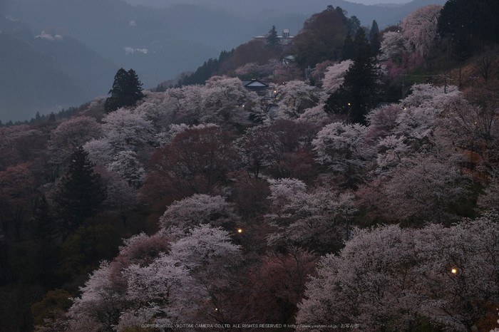 吉野山,下千本,桜(DSCF0023,PROVIA,F8,46.3mm)2014yaotomi_.jpg