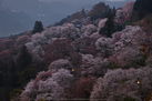 吉野山,下千本,桜(DSCF0024,Velvia,F8,46.3mm)2014yaotomi_.jpg