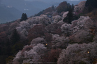 吉野山,下千本,桜(DSCF0025,ASTIA,F8,46.3mm)2014yaotomi_.jpg