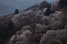 吉野山,下千本,桜(DSCF0026,PRO_Neg_Hi,F8,46.3mm)2014yaotomi_.jpg
