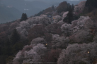 吉野山,下千本,桜(DSCF0027,PRO_Neg_Std,F8,46.3mm)2014yaotomi_.jpg