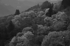 吉野山,下千本,桜(DSCF0028,BW,F8,46.3mm)2014yaotomi_.jpg