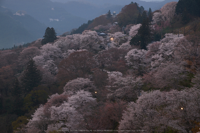 吉野山,下千本,桜(DSCF0030,F8,46.3mm)2014yaotomi_.jpg