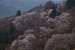 吉野山,下千本,桜(DSCF0030,F8,46.3mm,FULL)2014yaotomi_.jpg