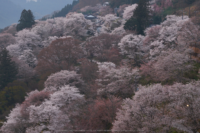 吉野山,下千本,桜(DSCF0044,F5.6,56mm)2014yaotomi_.jpg