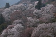 吉野山,下千本,桜(DSCF0044,F5.6,56mm,JPEG,FULL)2014yaotomi_.JPG