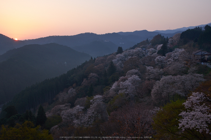 吉野山,下千本,桜(DSCF0084,F8,18.8mm)2014yaotomi_.jpg
