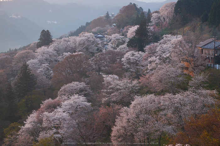 吉野山,下千本,桜(DSCF0112,F8,42.5mm)2014yaotomi_.jpg