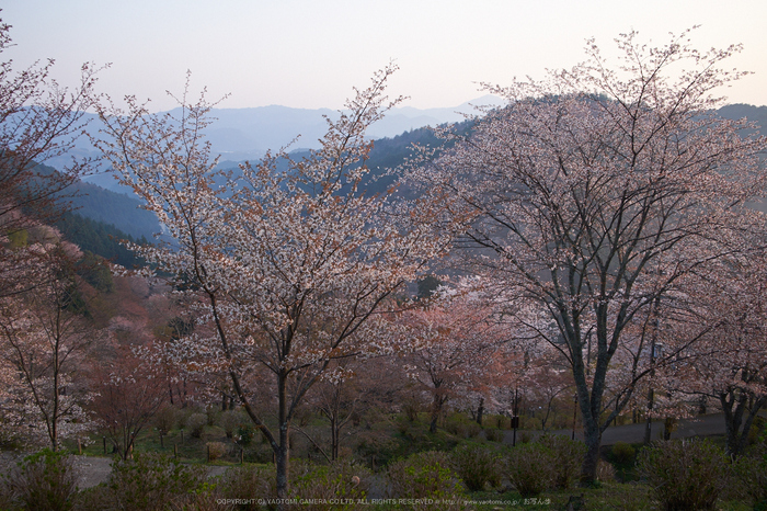 吉野山,下千本,桜(DSCF0125,F3.6,18mm)2014yaotomi_.jpg