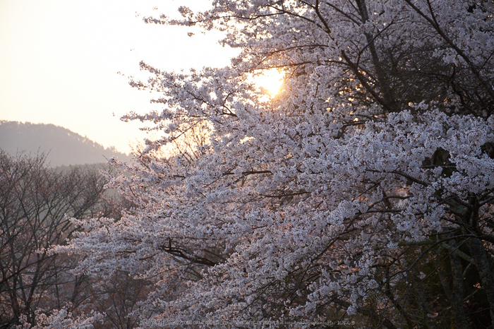 吉野山,下千本,桜(DSCF0127,F4,44.4mm)2014yaotomi_.jpg