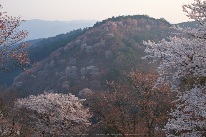 吉野山,下千本,桜(DSCF0132,F6.4,30.2mm)2014yaotomi_.jpg