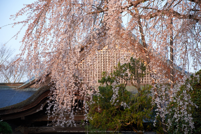 吉野山,下千本,桜(DSCF0138,F4,50.5mm)2014yaotomi_.jpg