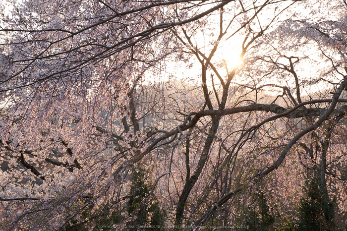 吉野山,下千本,桜(DSCF0139,F9,46.3mm)2014yaotomi_.jpg
