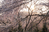 吉野山,下千本,桜(DSCF0139,F9,46.3mm,FULL)2014yaotomi_.jpg