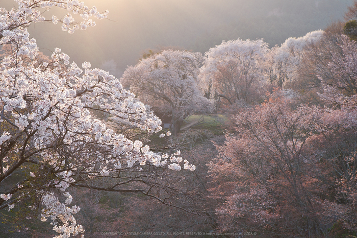 吉野山,下千本,桜(DSCF0141,F9,55mm)2014yaotomi_.jpg