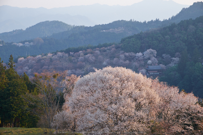 吉野山,下千本,桜(DSCF0148,F8,55mm)2014yaotomi_.jpg