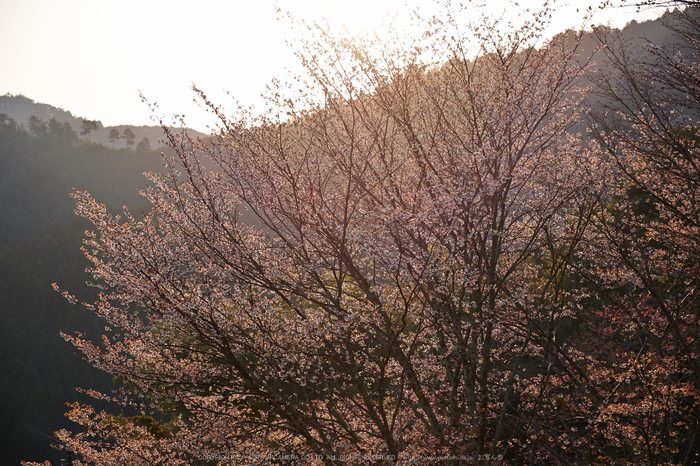 吉野山,下千本,桜(DSCF0154,F4.5,46.3mm)2014yaotomi_.jpg