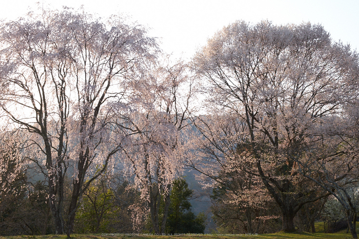 吉野山,下千本,桜(DSCF0173,F8,30.2mm)2014yaotomi_.jpg