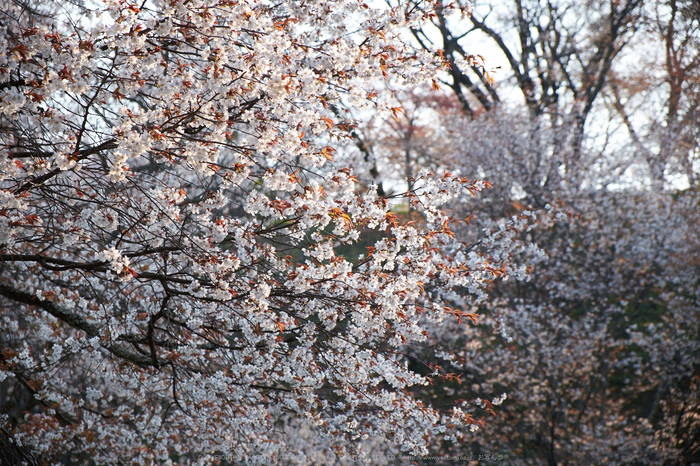 吉野山,下千本,桜(DSCF0177,F4,55mm)2014yaotomi_.jpg
