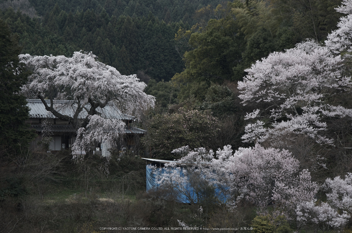 天益寺,桜(PK3_8673,F8,120mm)2014yaotomi_.jpg