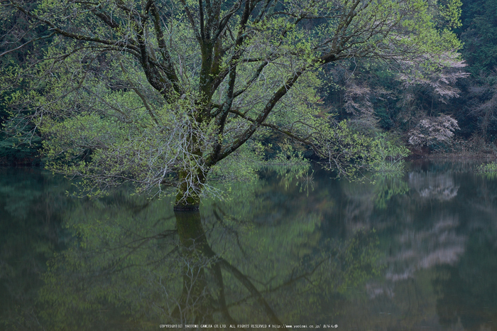 室生湖・新緑,桜(DSCF5063,F8,32.9mm)2014yaotomi_.jpg