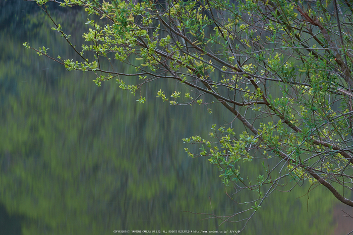 室生湖・新緑,桜(DSCF5071,F13,110.3mm)2014yaotomi_.jpg